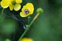 Agalenatea_redii_D6101_Z_88_Les Gris_Frankrijk